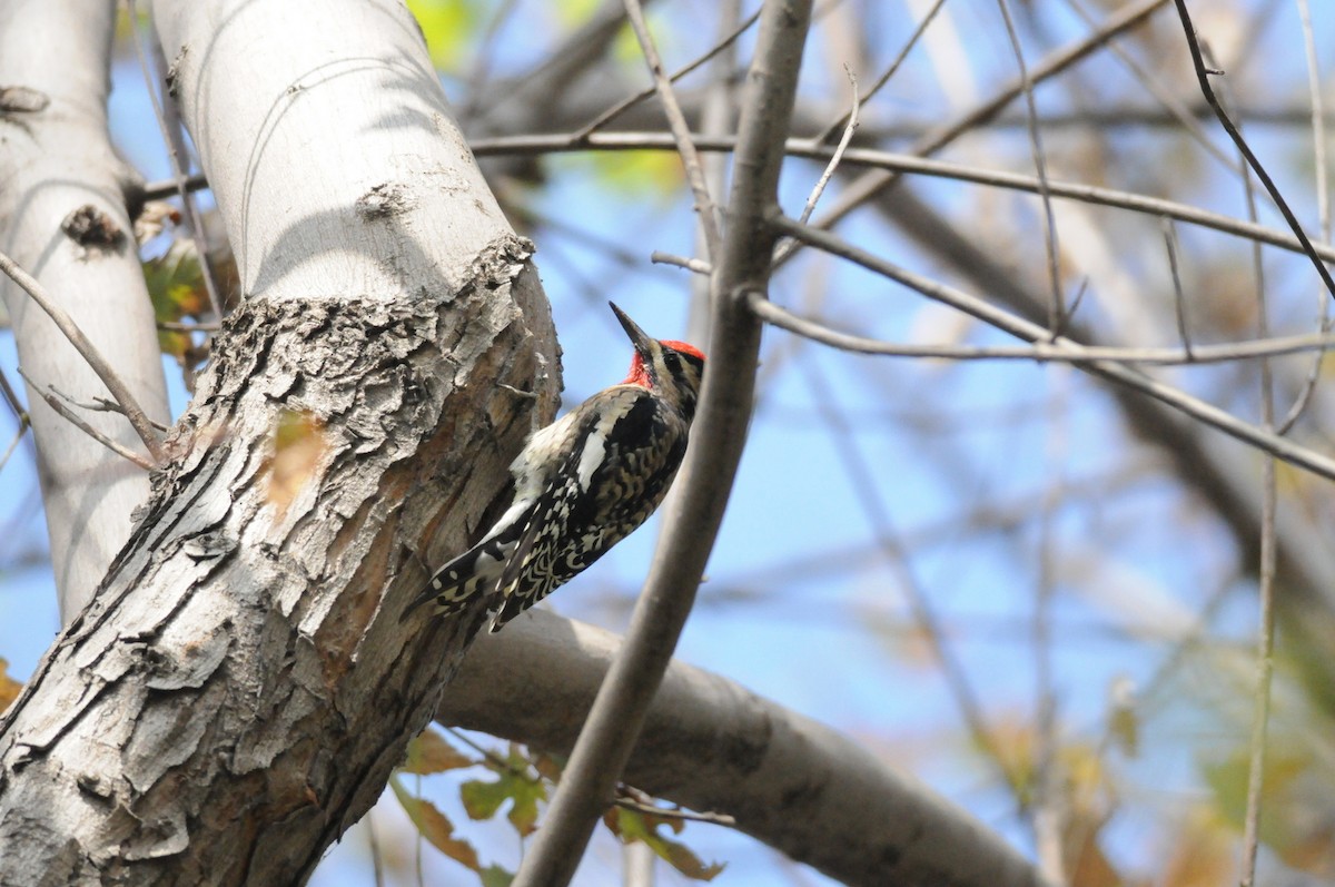 Yellow-bellied Sapsucker - Mike Huang
