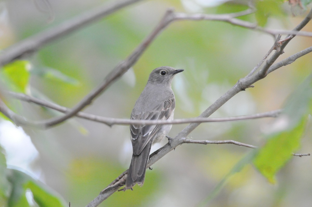Townsend's Solitaire - Mike Huang