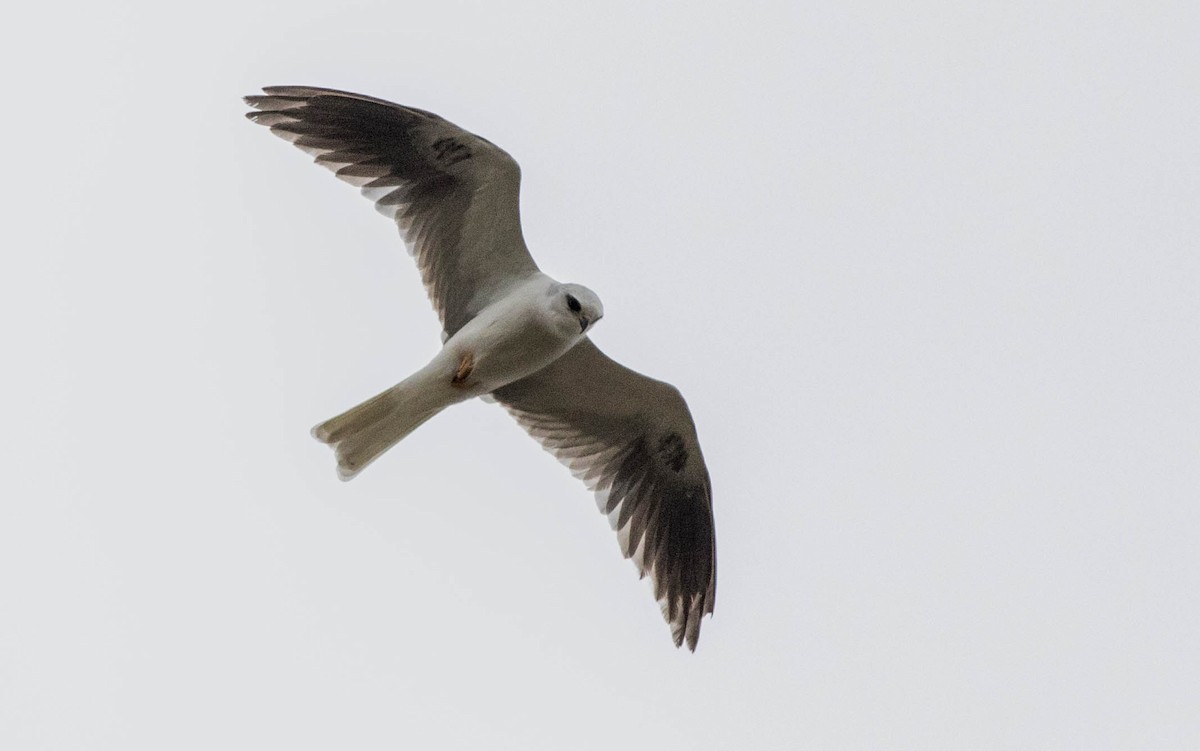 White-tailed Kite - ML132992931