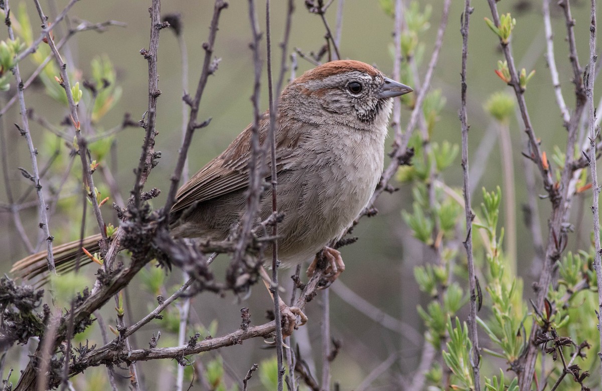 Rufous-crowned Sparrow - ML132994441