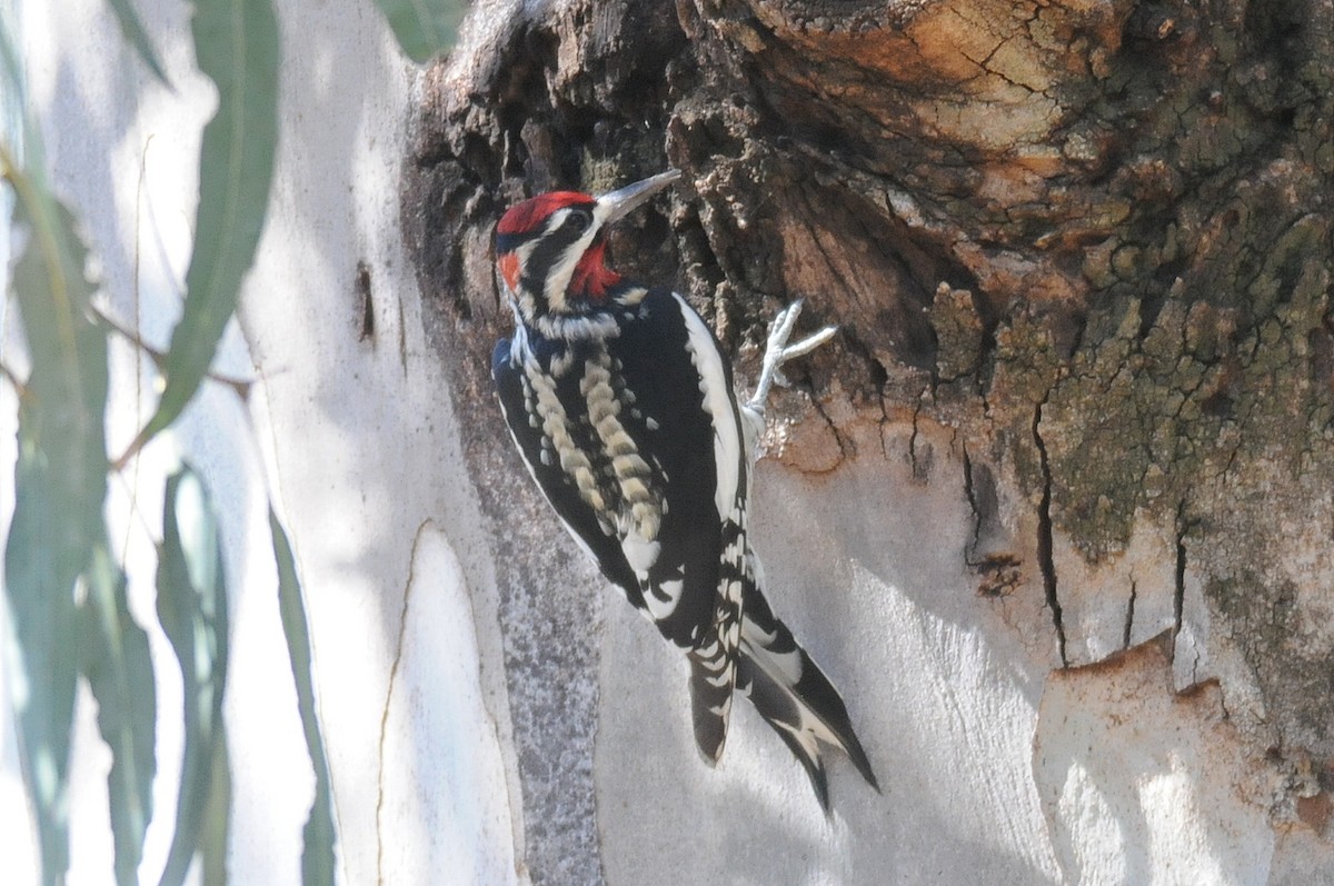 Red-naped Sapsucker - Mike Huang