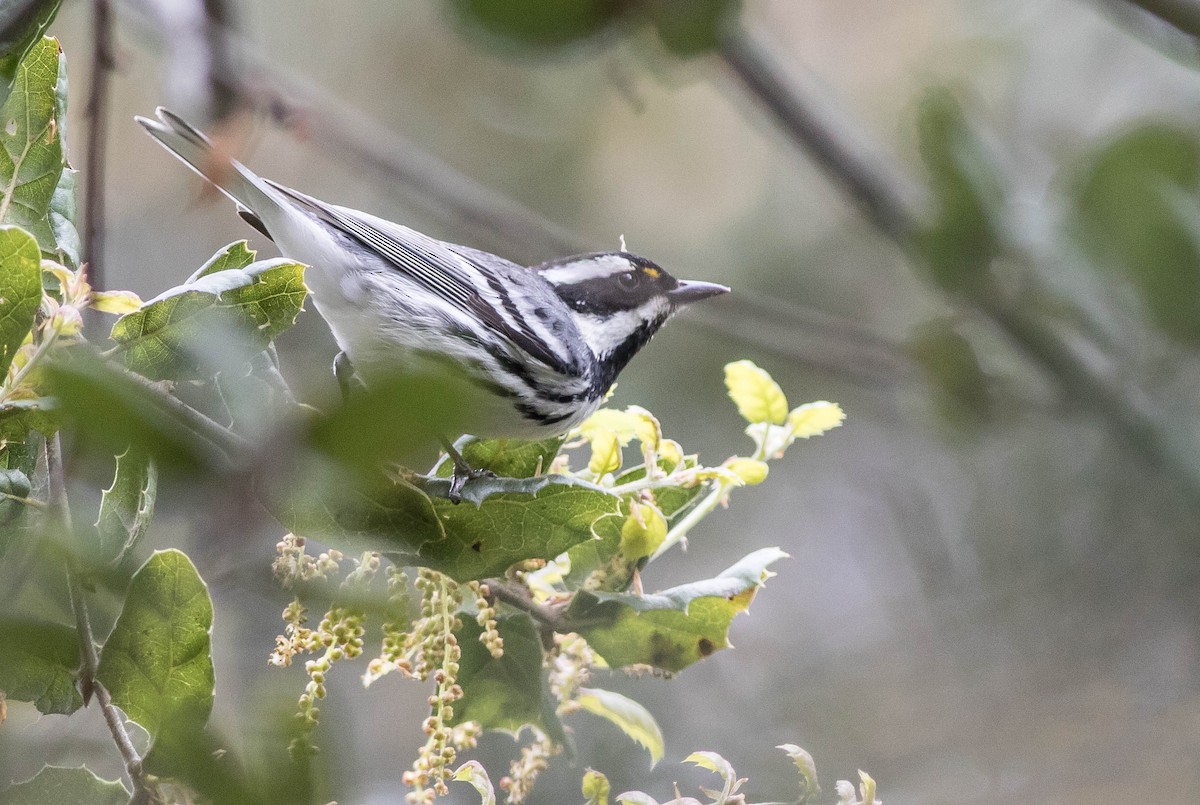Black-throated Gray Warbler - ML132994571