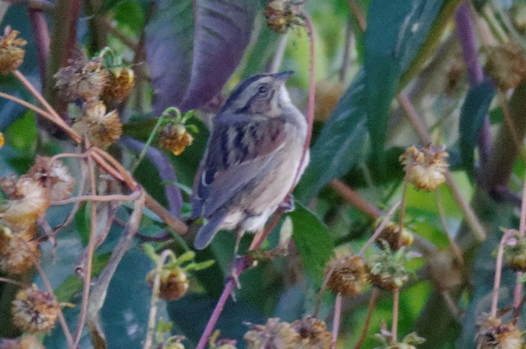 Swamp Sparrow - ML132994581