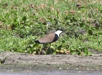 Spur-winged Lapwing - ML132995181