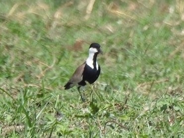 Spur-winged Lapwing - ML132996081