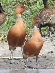 Fulvous Whistling-Duck, ML132996291