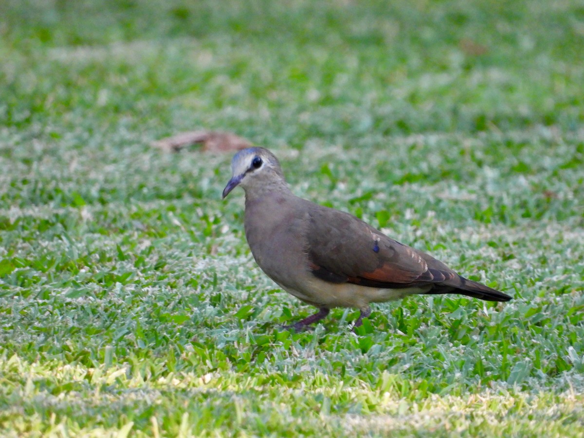 Blue-spotted Wood-Dove - GARY DOUGLAS
