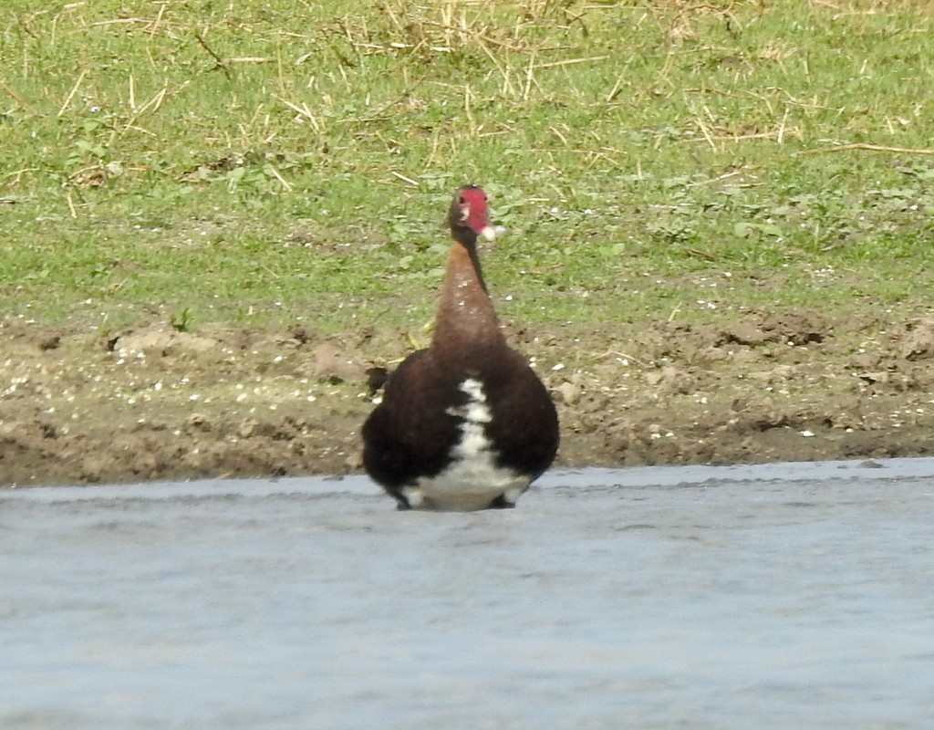 Spur-winged Goose - ML132997481