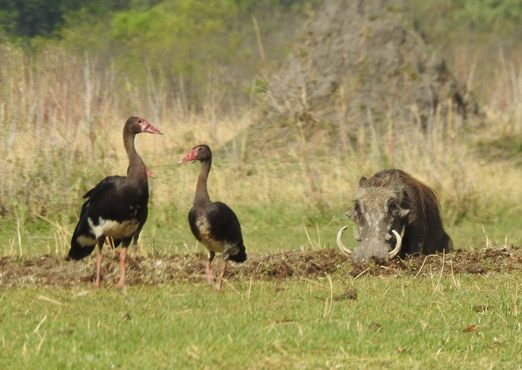 Spur-winged Goose - ML132997781