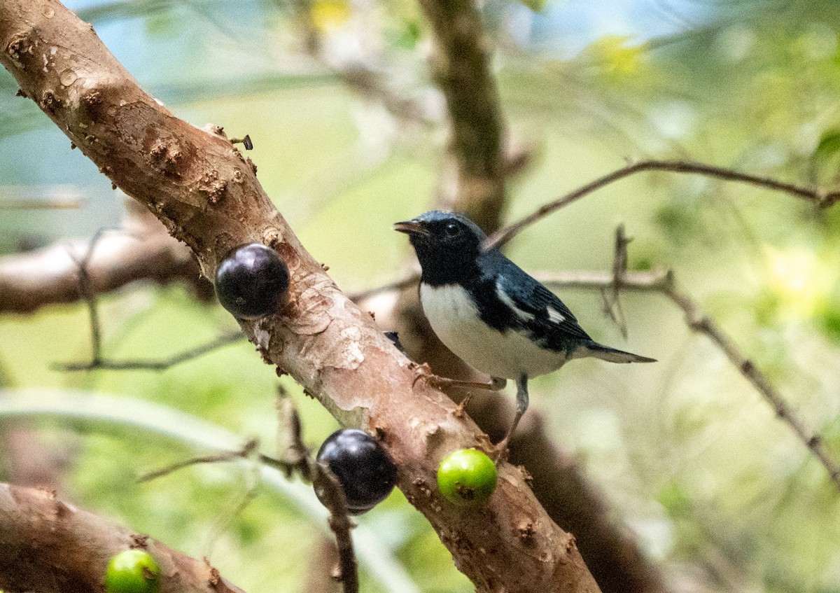 Black-throated Blue Warbler - Phil McNeil