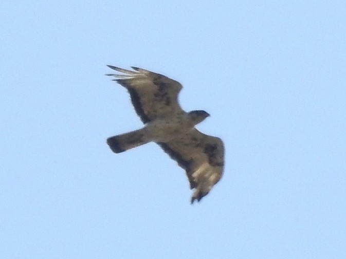 African Hawk-Eagle - Kai Joaquin