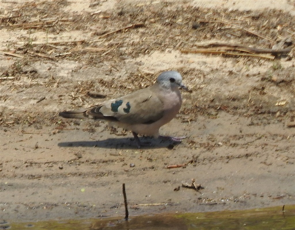 Emerald-spotted Wood-Dove - ML133000971