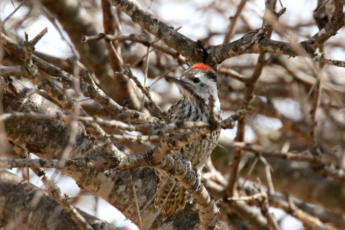 Cardinal Woodpecker - ML133001831