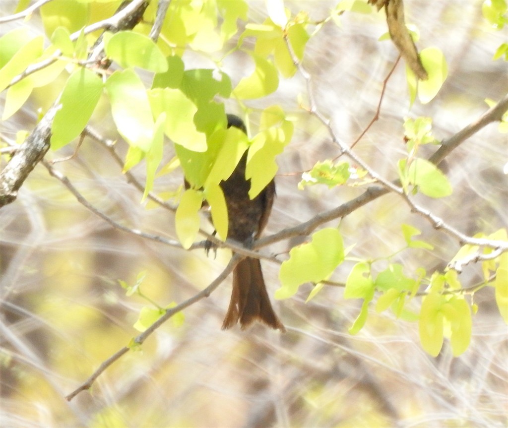 Square-tailed Drongo - Kai Joaquin