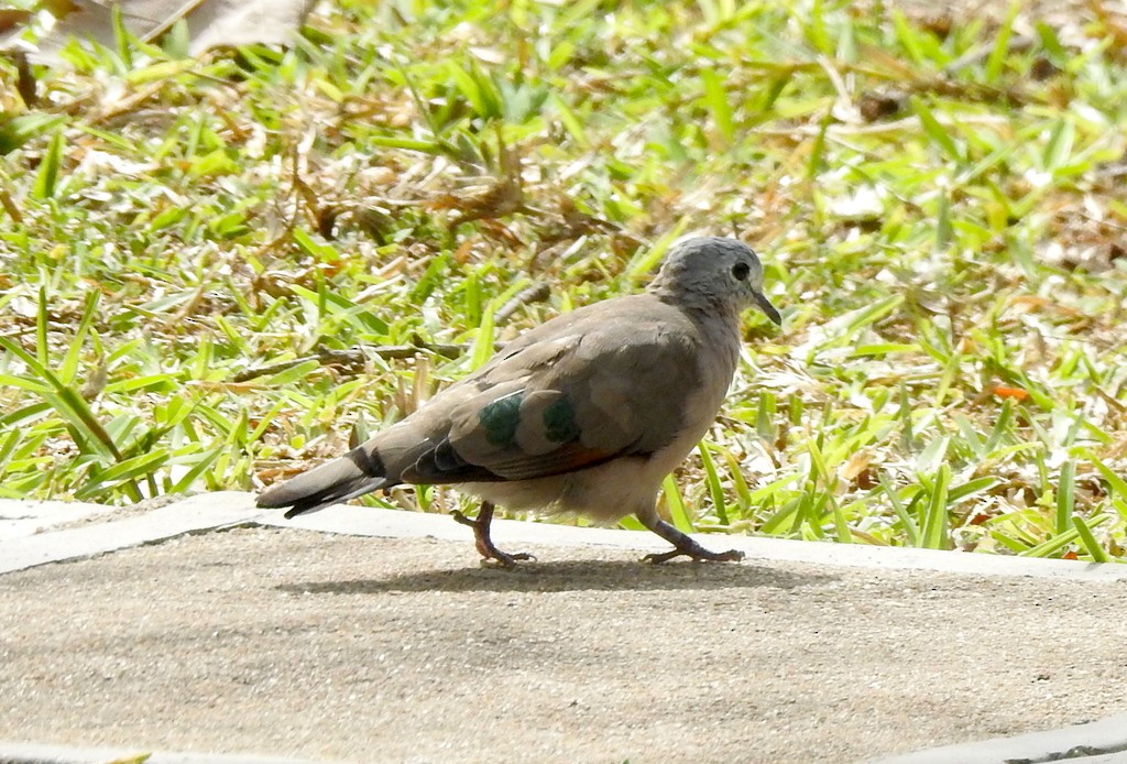 Emerald-spotted Wood-Dove - ML133002911