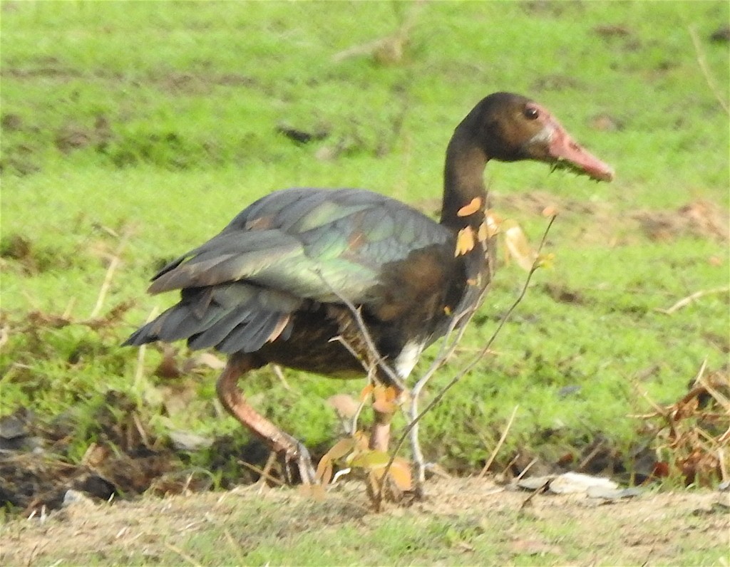 Spur-winged Goose - ML133003621