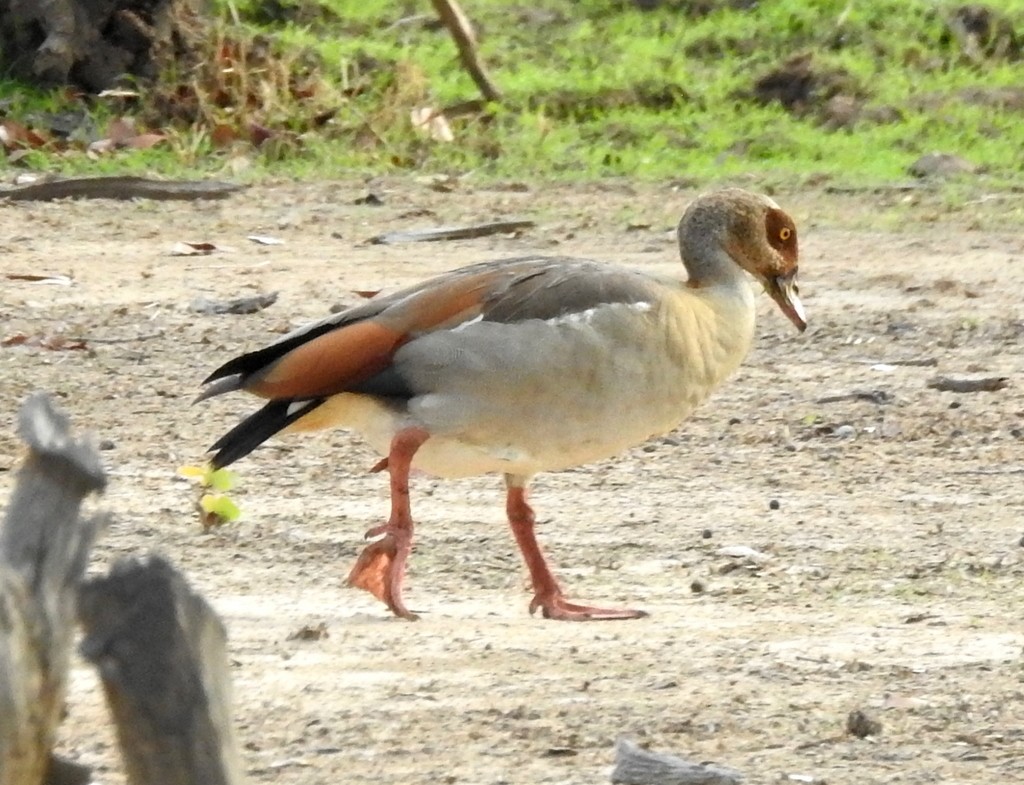 Egyptian Goose - Kai Joaquin