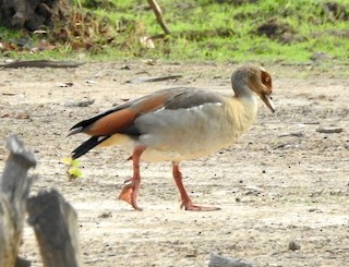 Egyptian Goose, ML133003631