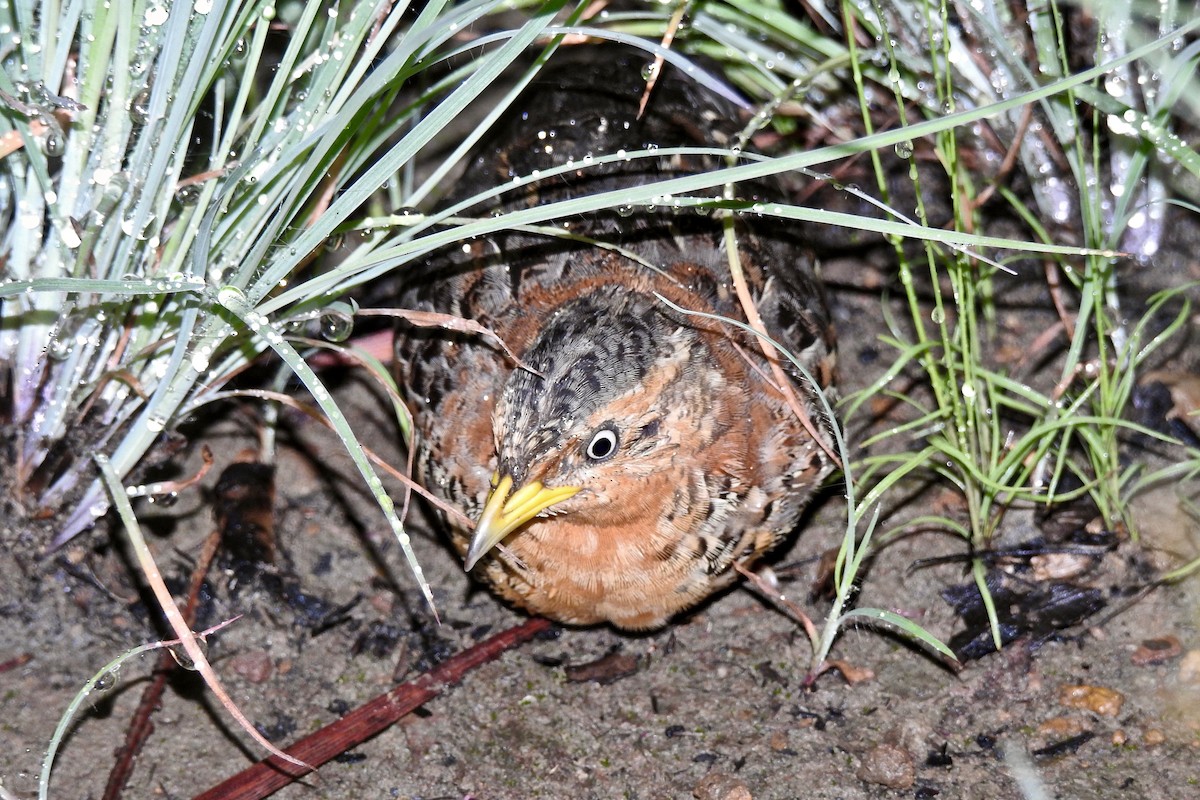 Red-backed Buttonquail - ML133008111