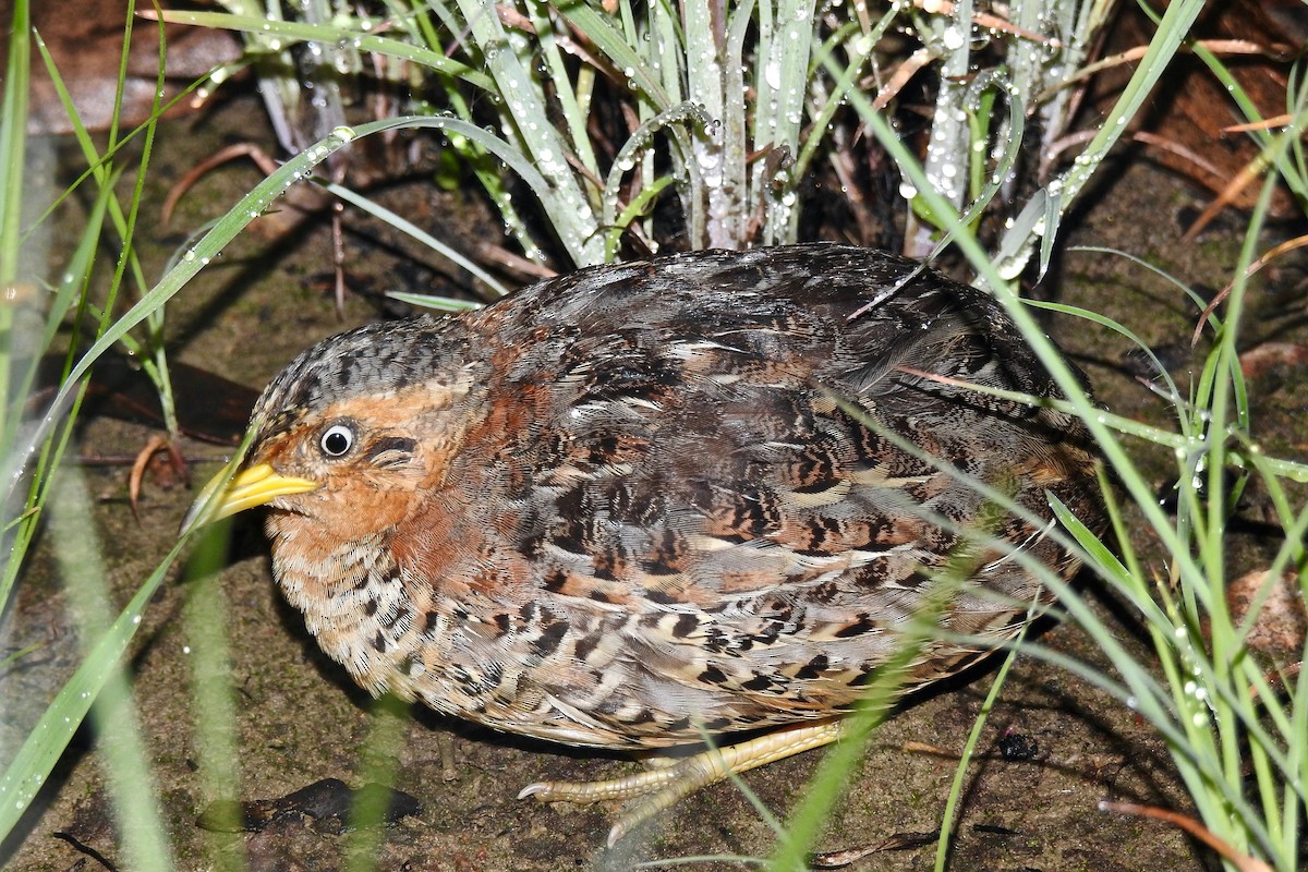 Red-backed Buttonquail - ML133008131