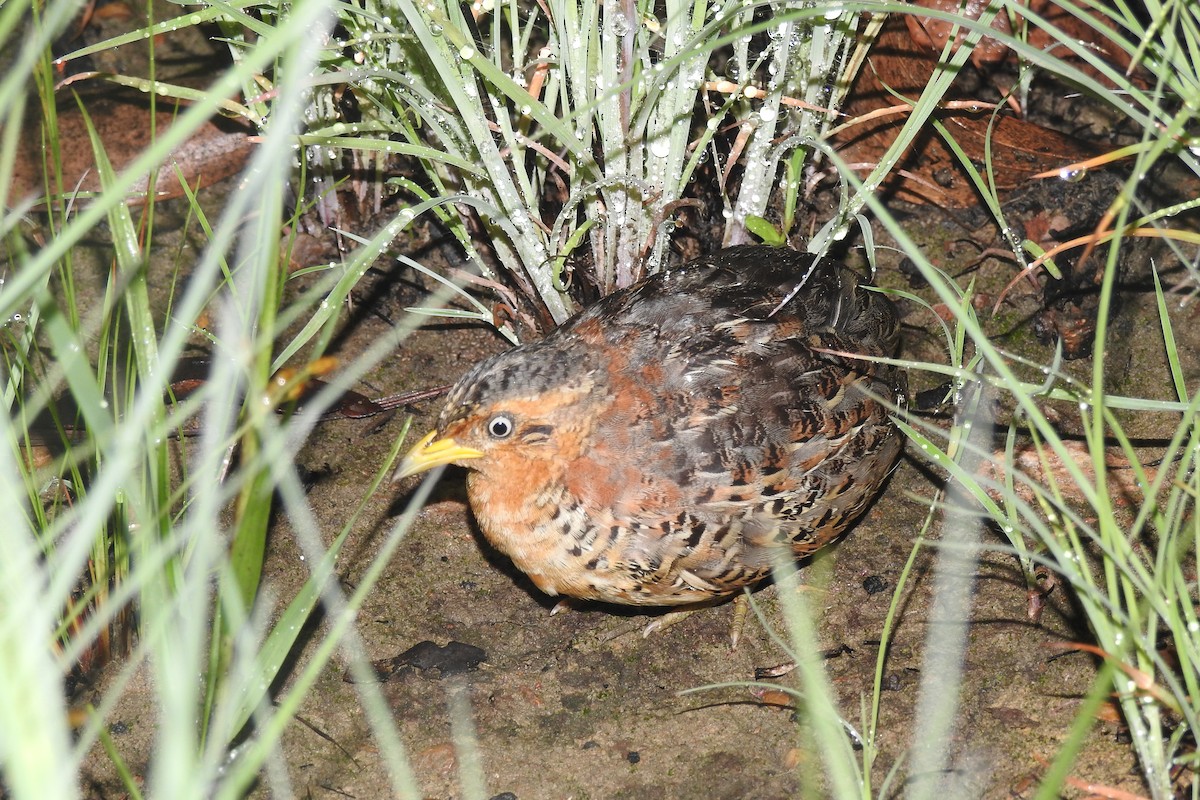 Red-backed Buttonquail - ML133008141