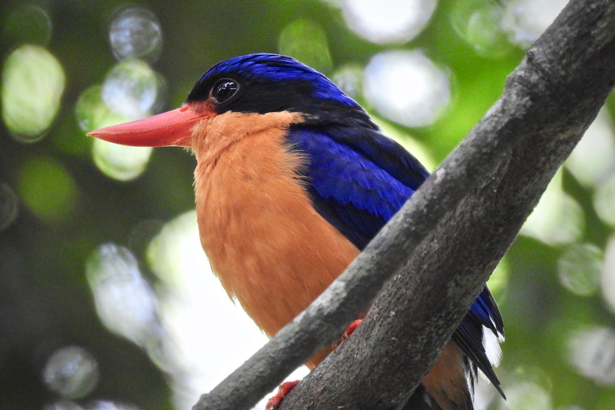Buff-breasted Paradise-Kingfisher - ML133008661