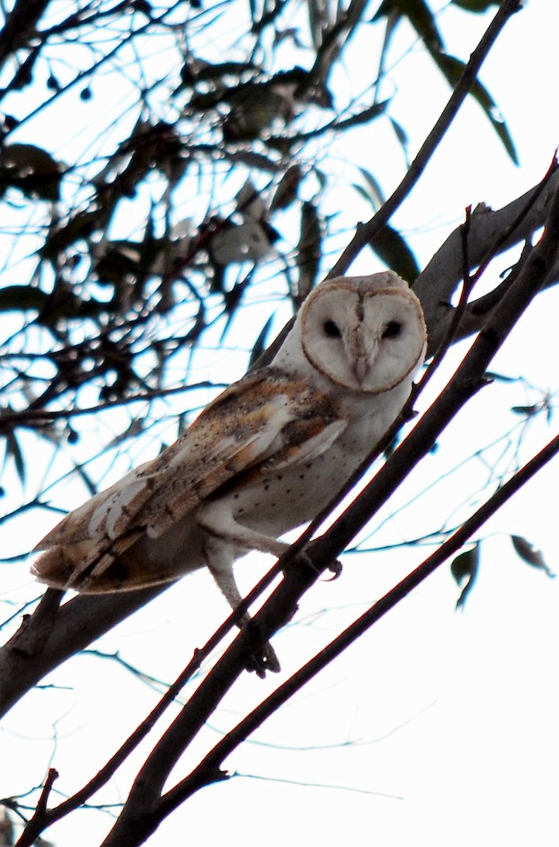 Barn Owl (Eastern) - John Watson
