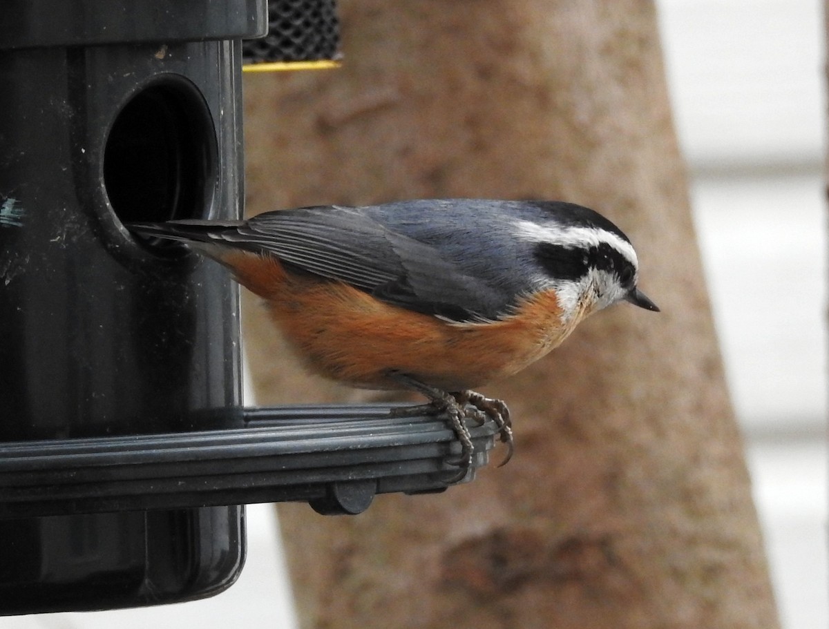 Red-breasted Nuthatch - ML133011301