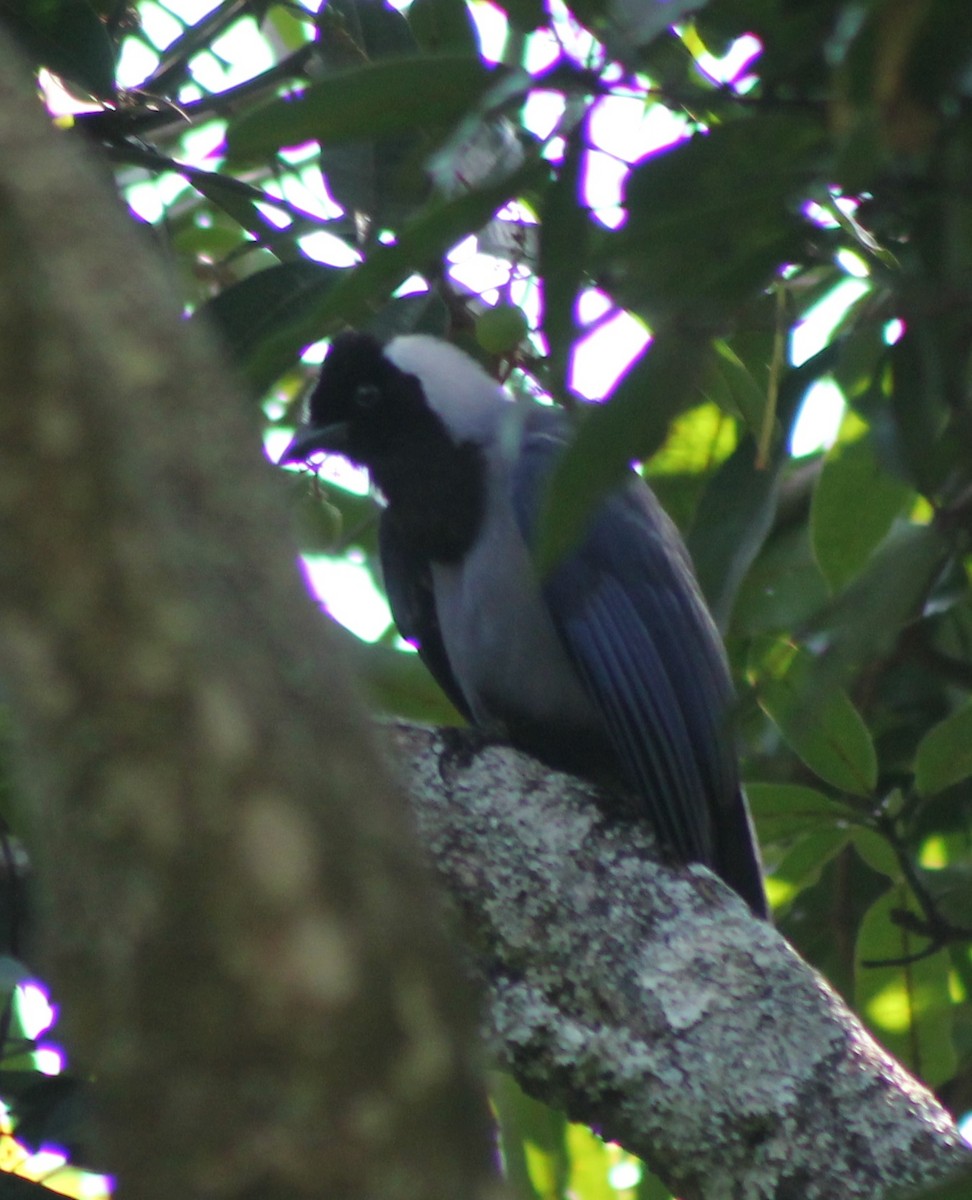 Violaceous Jay - Diego Caro