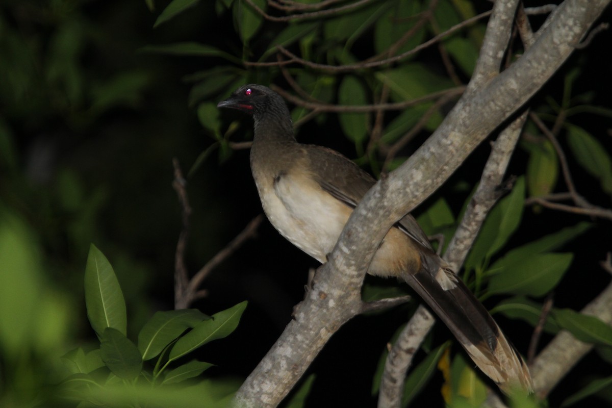 West Mexican Chachalaca - Christoph Moning