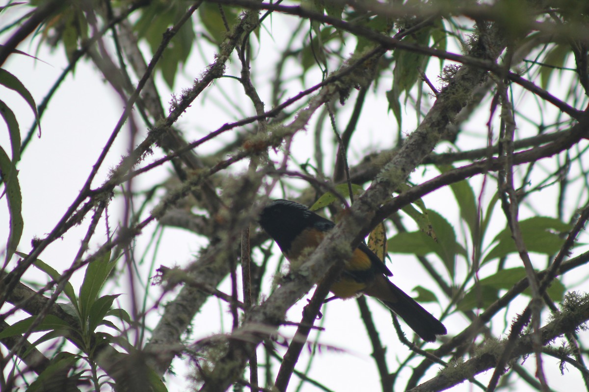 Buff-breasted Mountain Tanager - ML133013581
