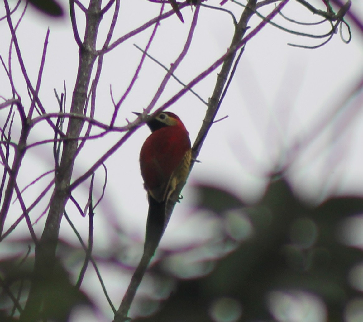Crimson-mantled Woodpecker - ML133013841