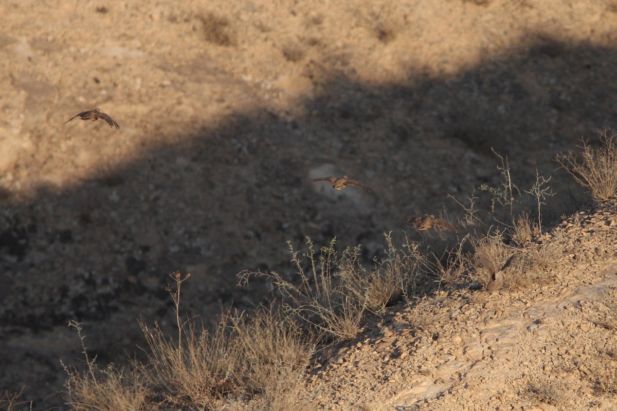 Пустынная куропатка - ML133014171