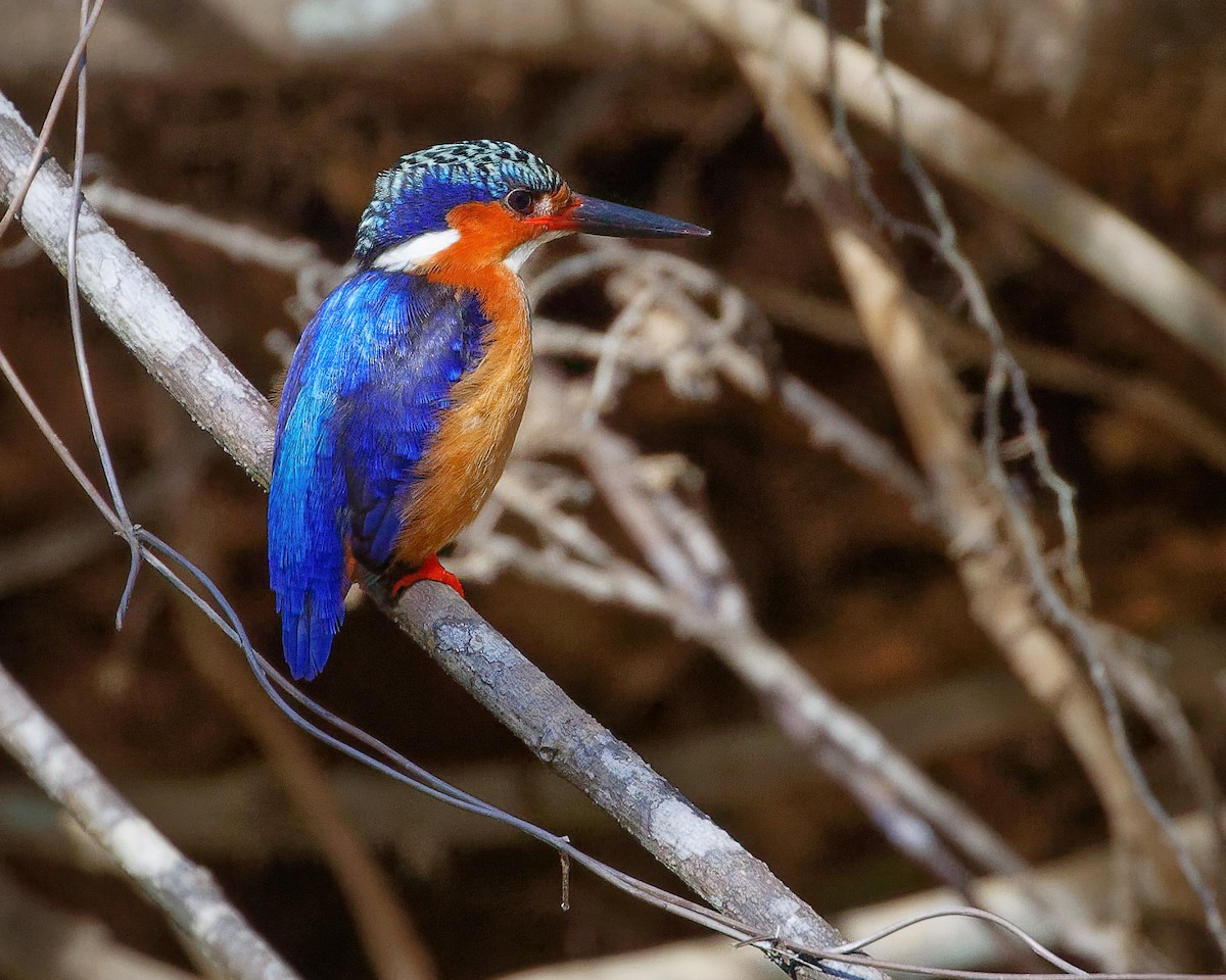 Malagasy Kingfisher - ML133014221