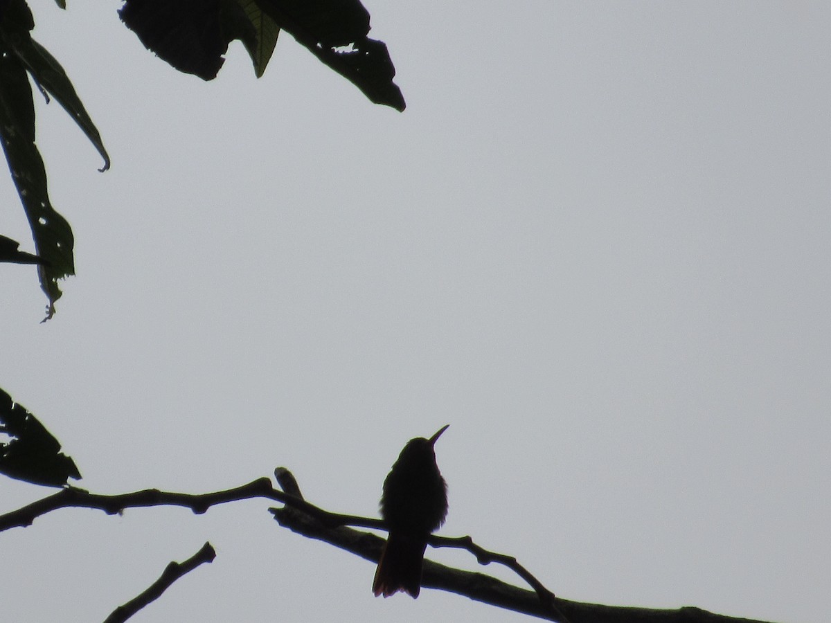 Rufous-tailed Hummingbird - LEODAN ARCOS