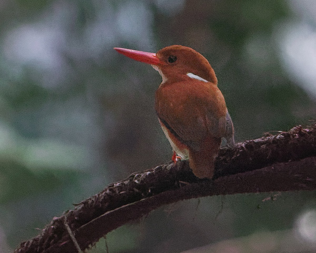 Madagascar Pygmy Kingfisher - ML133014901
