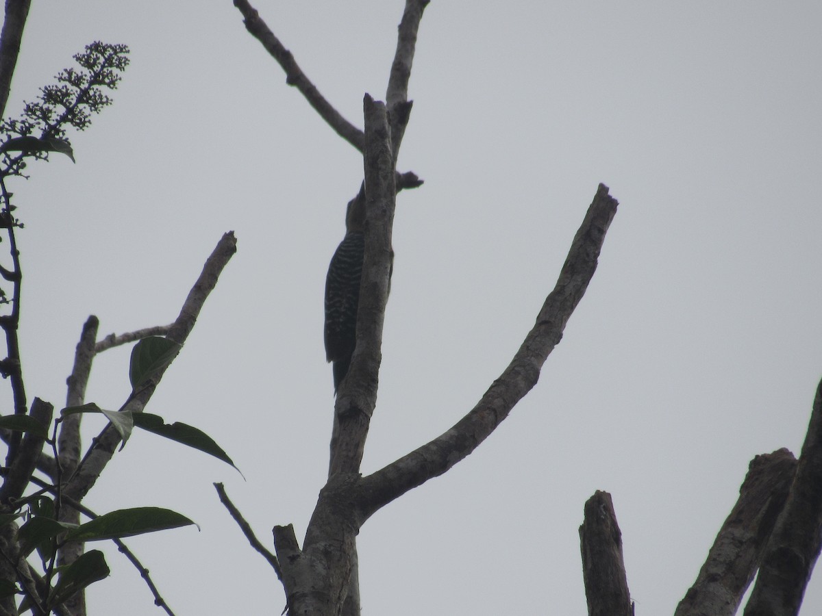Black-cheeked Woodpecker - LEODAN ARCOS