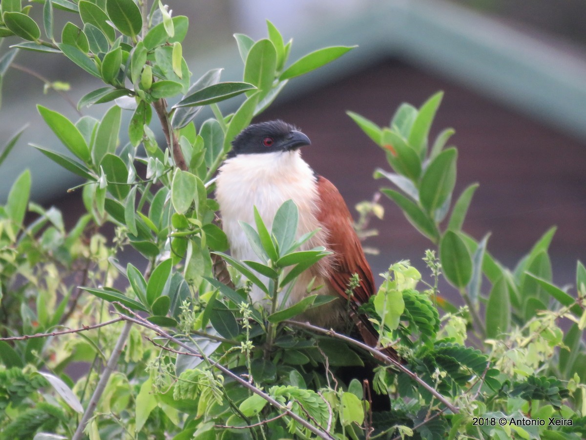 White-browed Coucal (Burchell's) - ML133015651