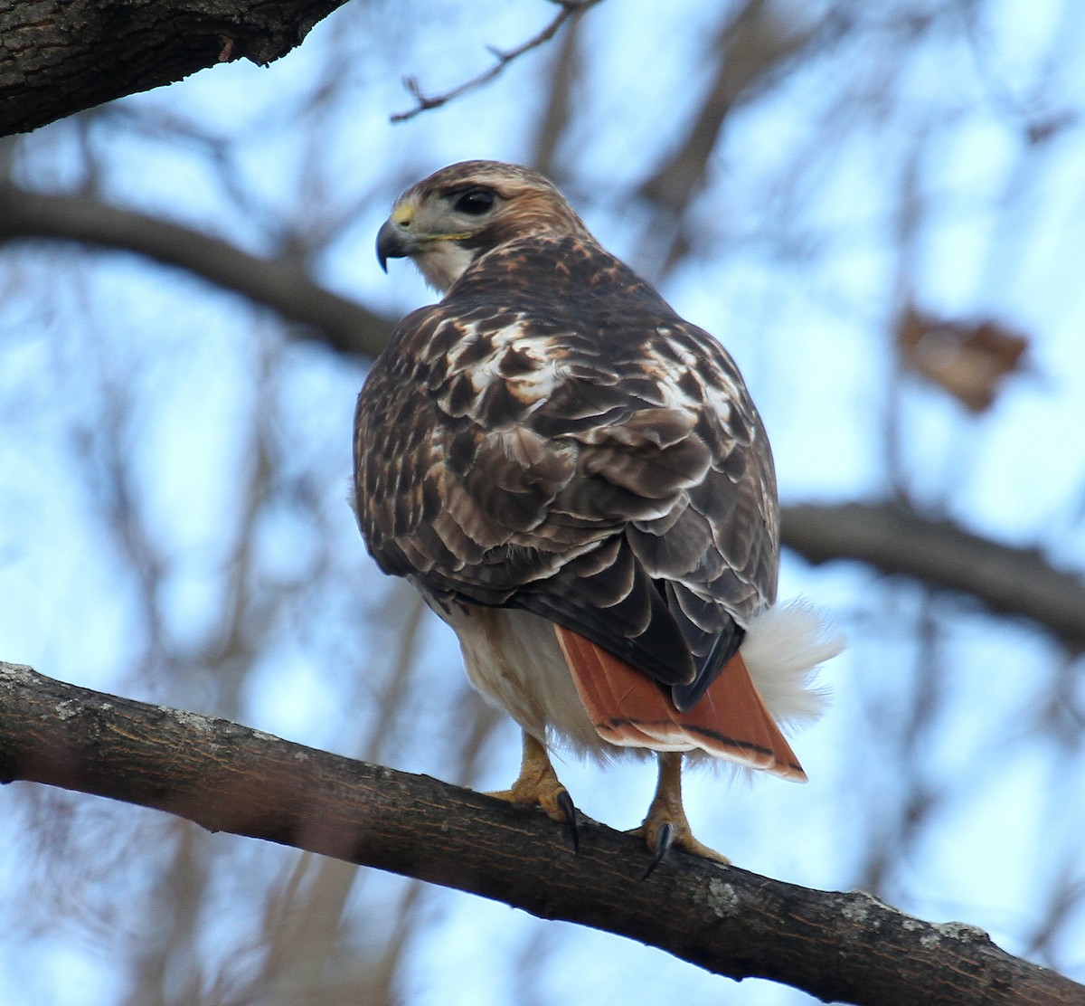 Red-tailed Hawk - ML133015661