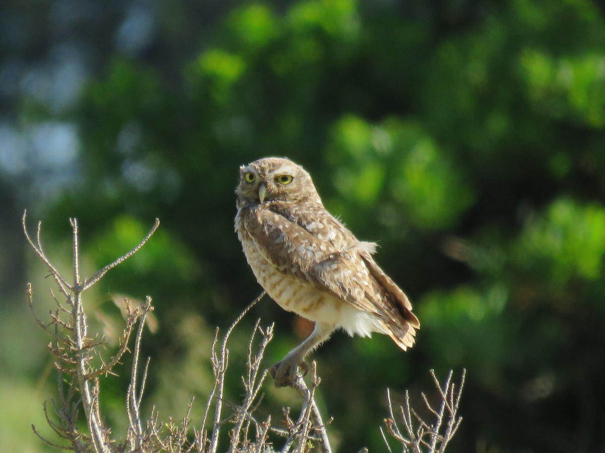 Burrowing Owl - ML133022961