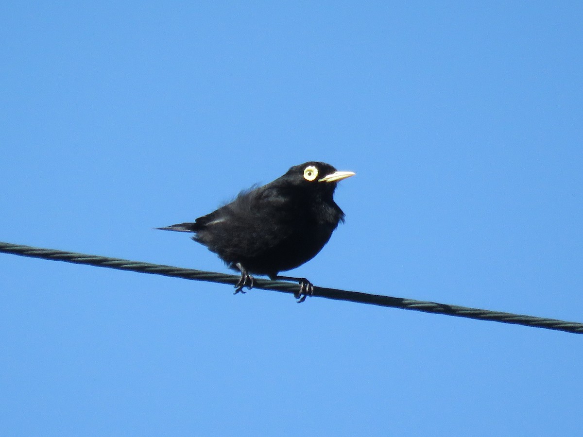Spectacled Tyrant - ML133023311