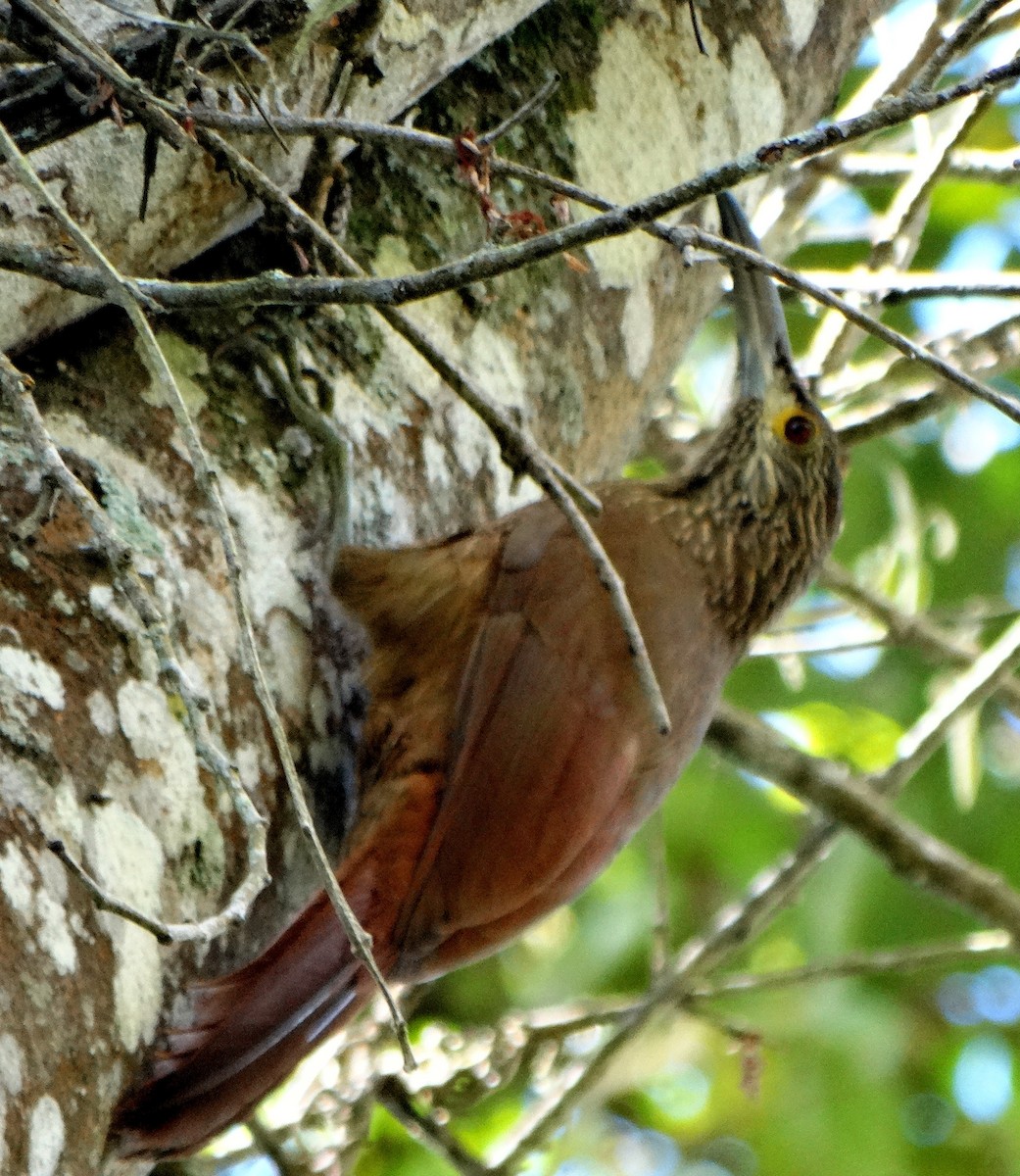 Strong-billed Woodcreeper - ML133027051