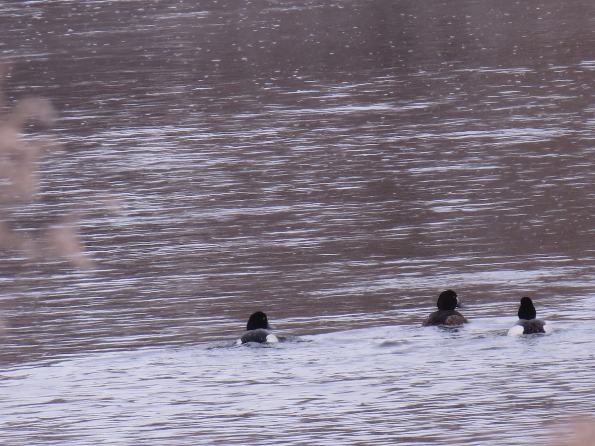 Greater Scaup - ML133027811