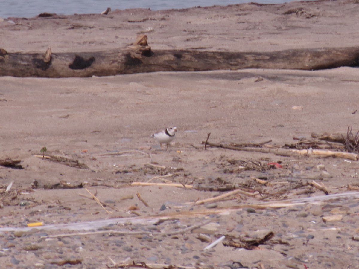Piping Plover - ML133027941