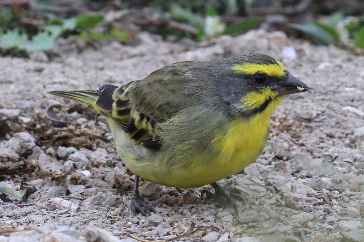 Yellow-fronted Canary - ML133028651