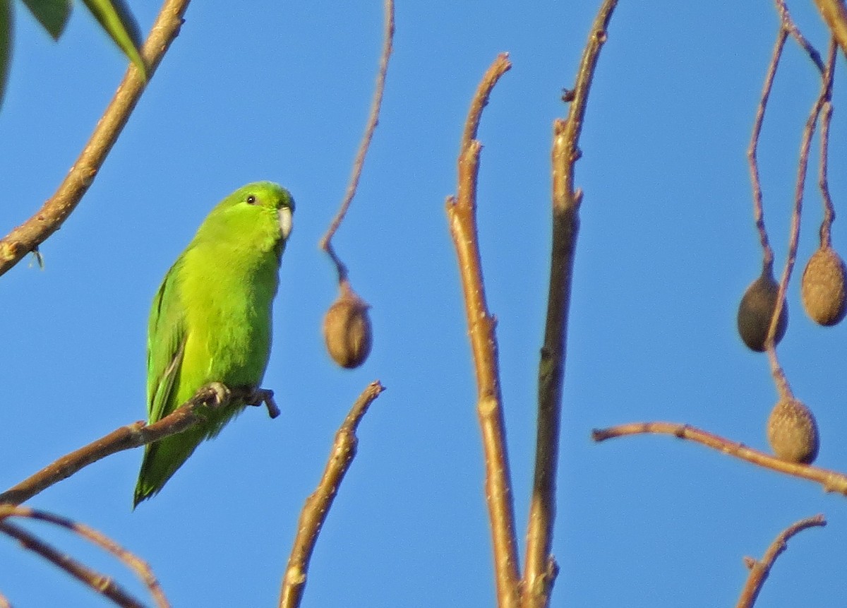 Mexican Parrotlet - ML133034381