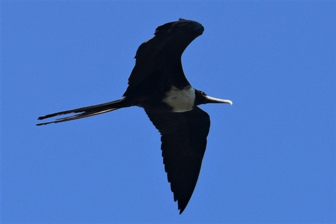 Magnificent Frigatebird - ML133035631