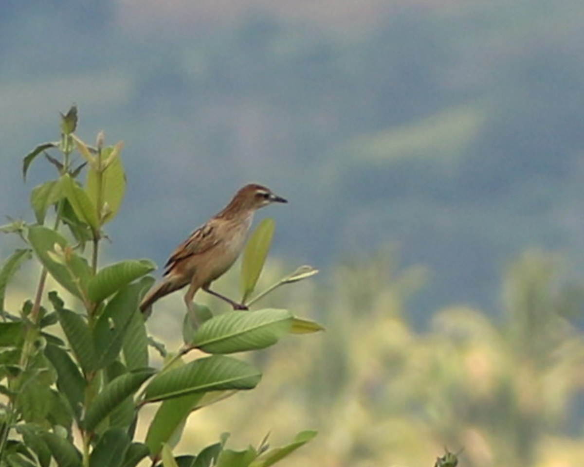 Striated Grassbird - ML133038811