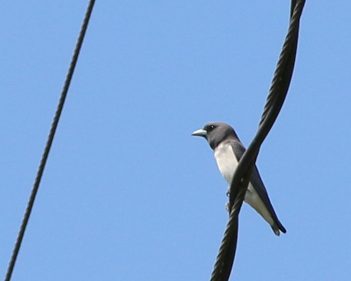 White-breasted Woodswallow - Dexter Gamboa