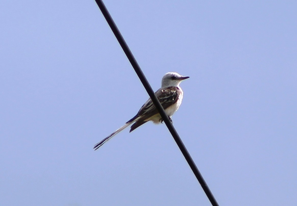 Scissor-tailed Flycatcher - Mary DeLia